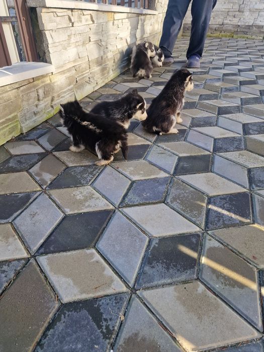 Căței husky siberian