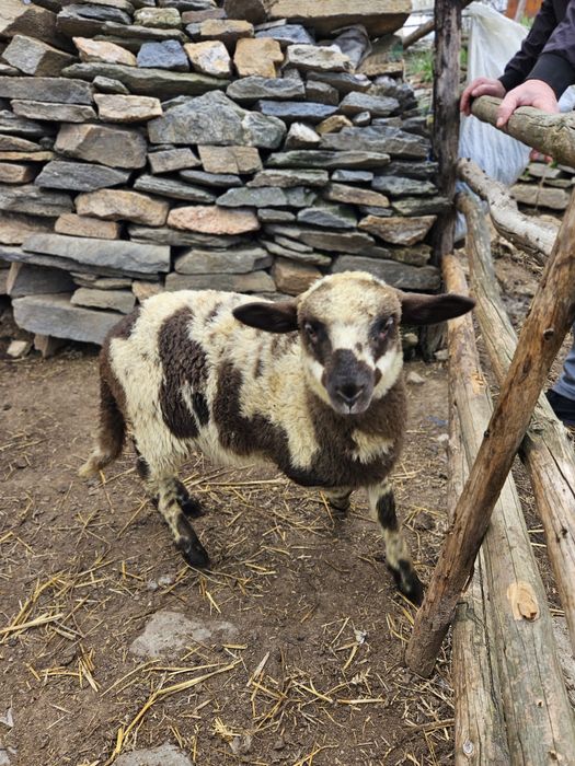 Овце – Агнета -  Кочове