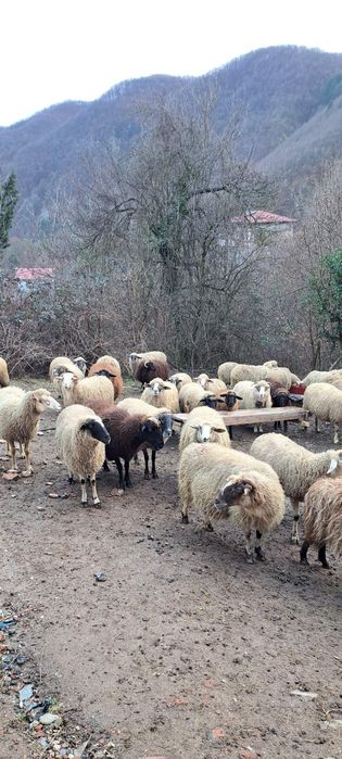 Овце 120 броя област Смолян