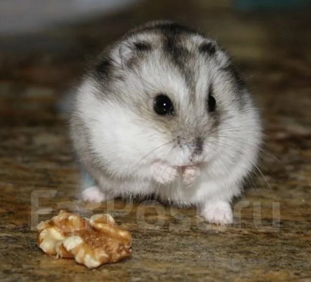 Джунгарские хомячки