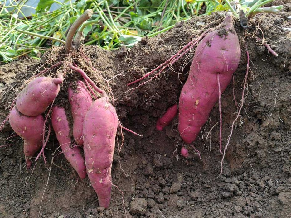 Разсад Батати и гурме картофи  Органично отглеждани.