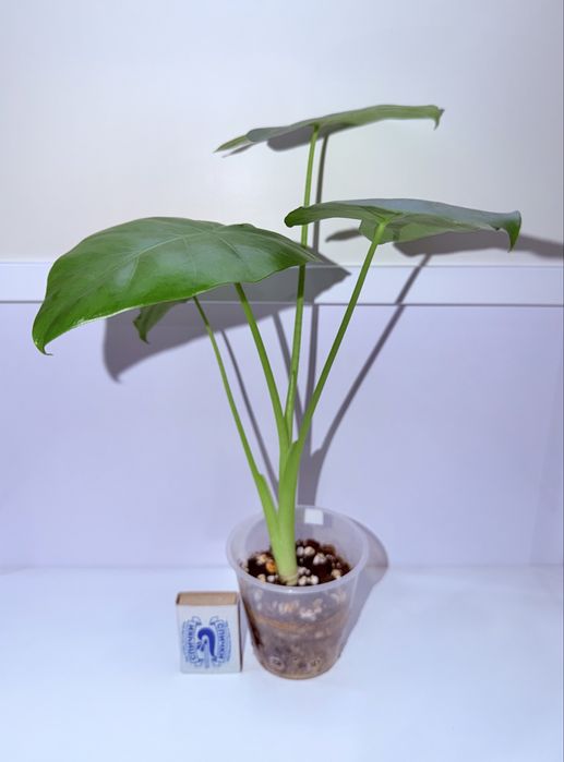 Алоказия, комнатные растения, комнатные цветы