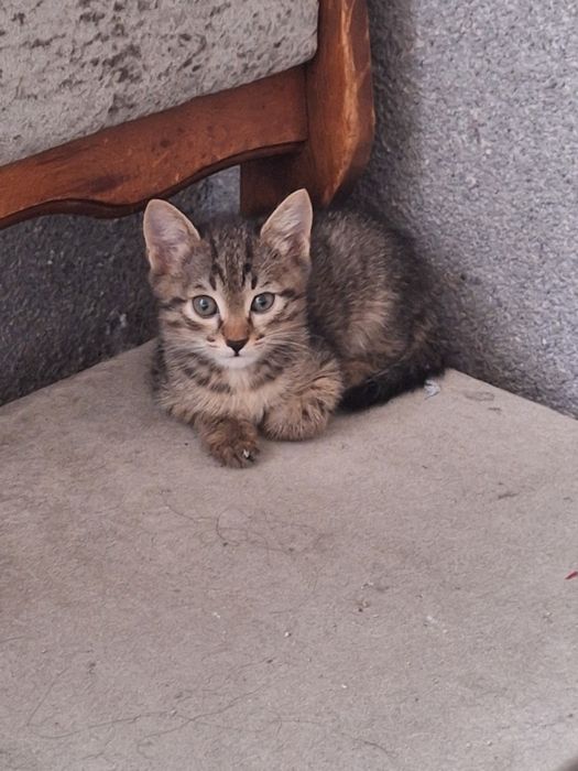 Котёнок девочка бесплатно