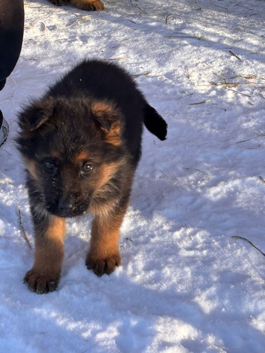 Щенки немецкой овчарки