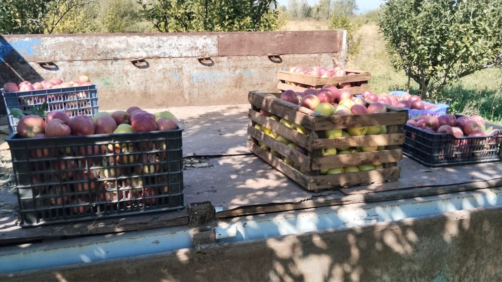 Продам яблоки Американки