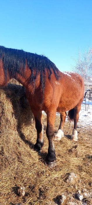 Продам или обмен жеребца