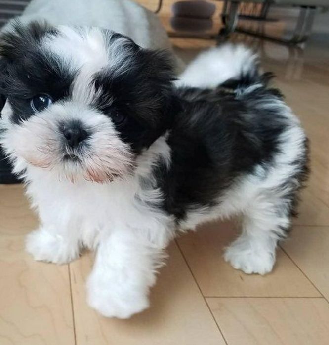 Shih-tzu talie mica
