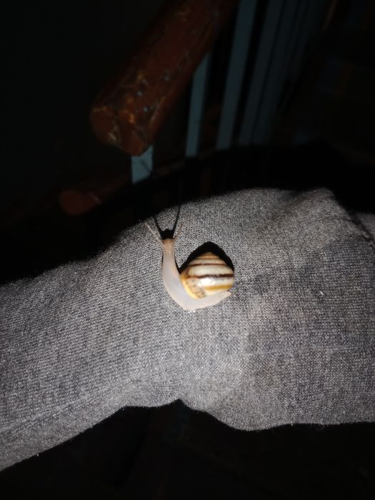 Продаются маленькие улитки.