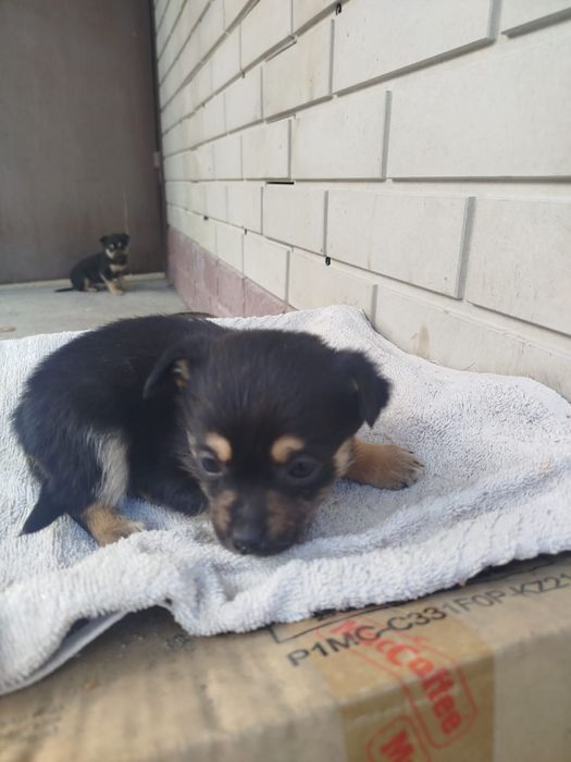 Щенки звоночки. ..