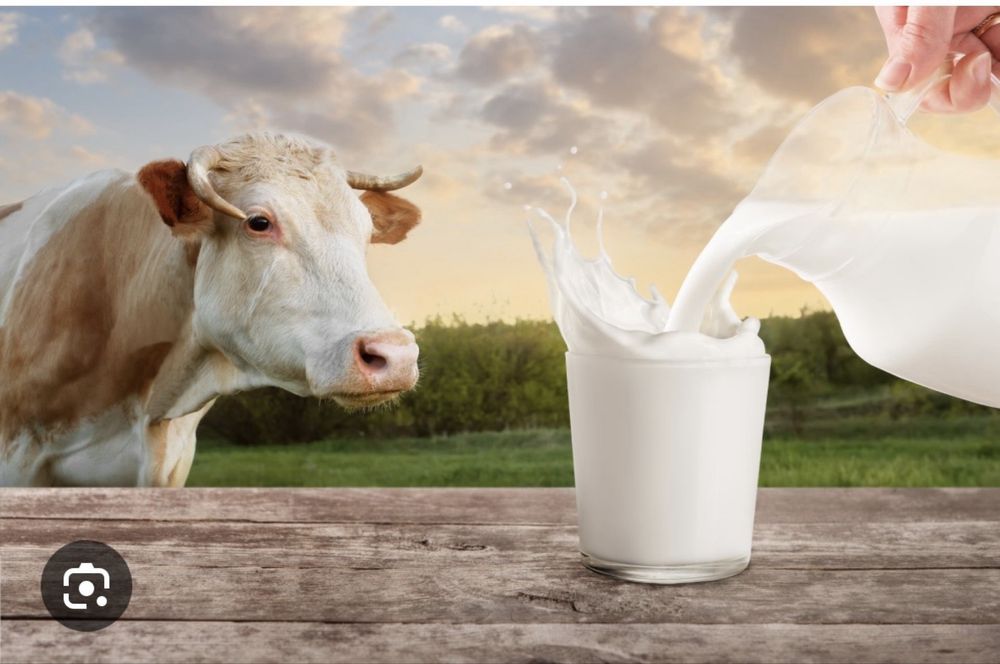 Табиғи сиыр сүті; Натуральное коровье молоко