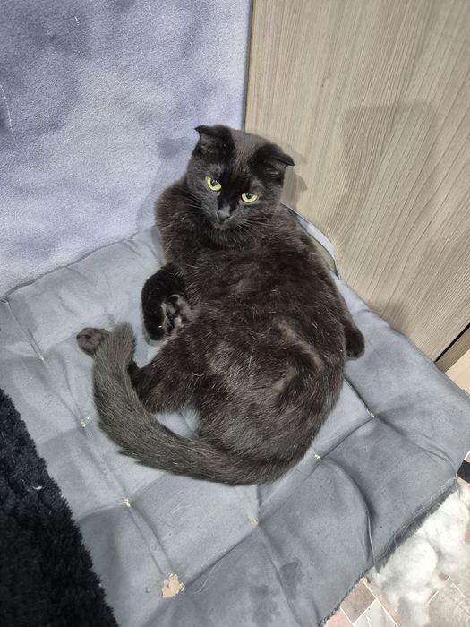 Пристраивается вислоухая кошечка