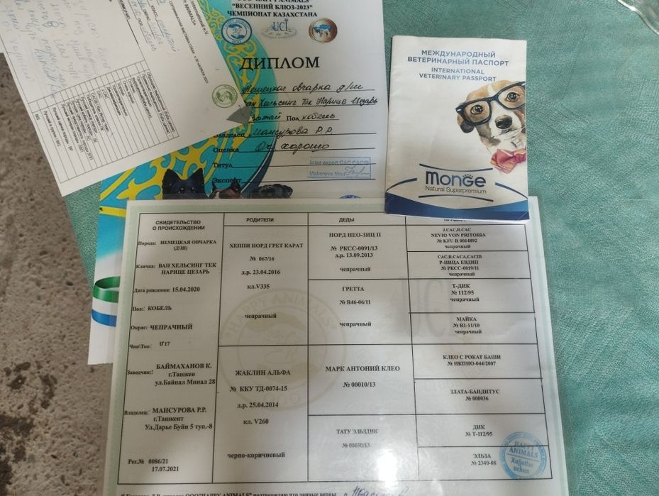 Щенки немецкой овчарки