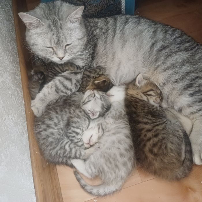 котята шотландцы