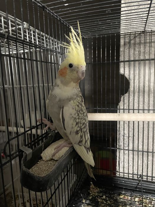 Папугай карелла