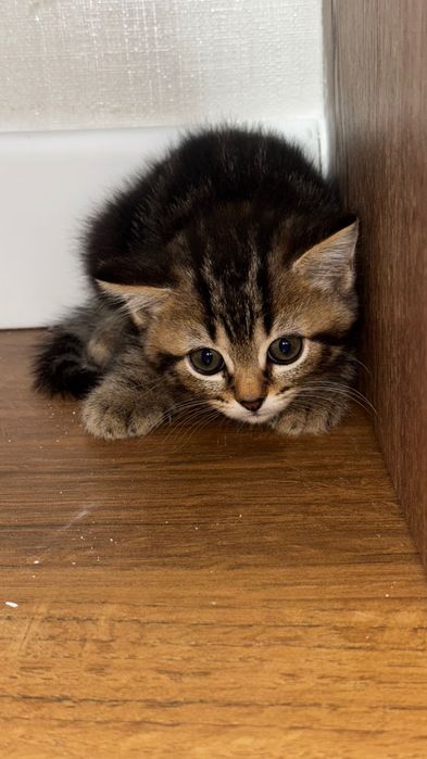 Продам шотландского котенка