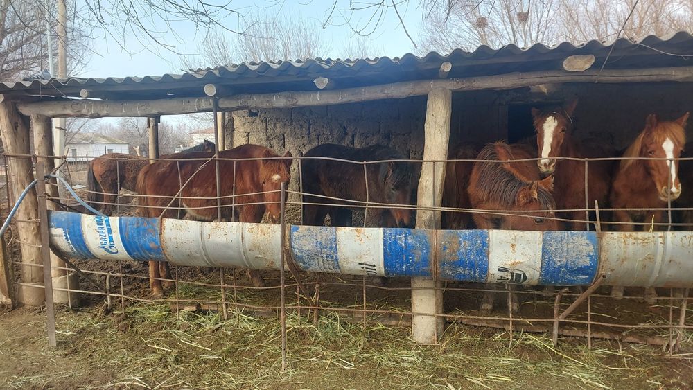 Жабагы сатамын 1