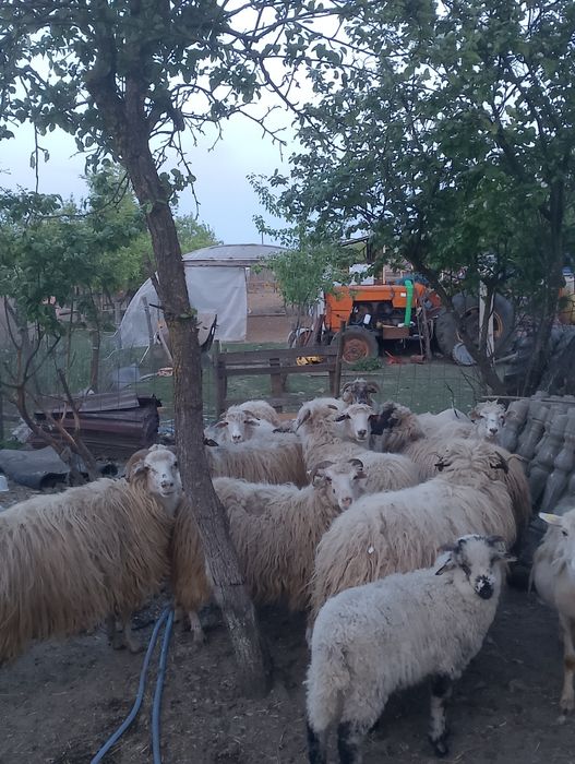 Vând oi cu miei..