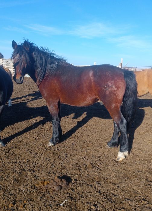 Айгыр сатам 9 жасар. Продам жеребца 9 лет.