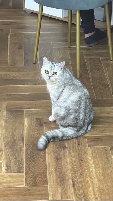 Котенок Британка