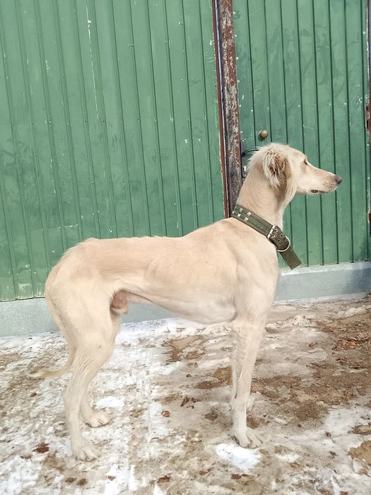 Жас тазы еркек  .