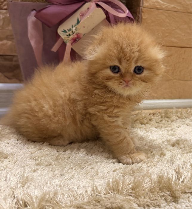 Шотланский Скоттиш Фолд!
