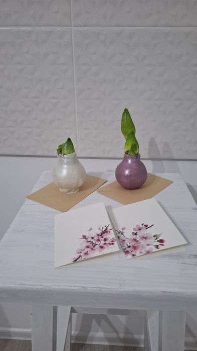 Луковицы амариллиса в воске