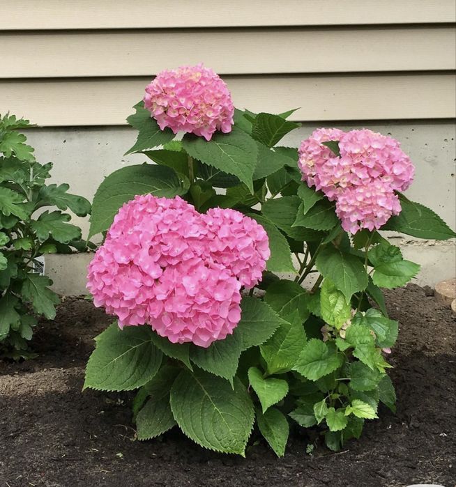 Продам гортензию