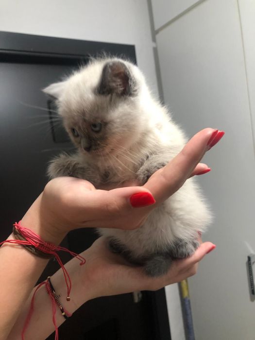 Fetita British shorthair