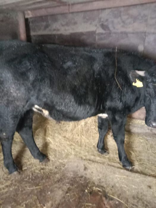 Продам молодняк крс