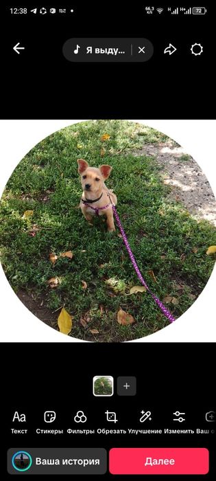 Сабачка Оситина!