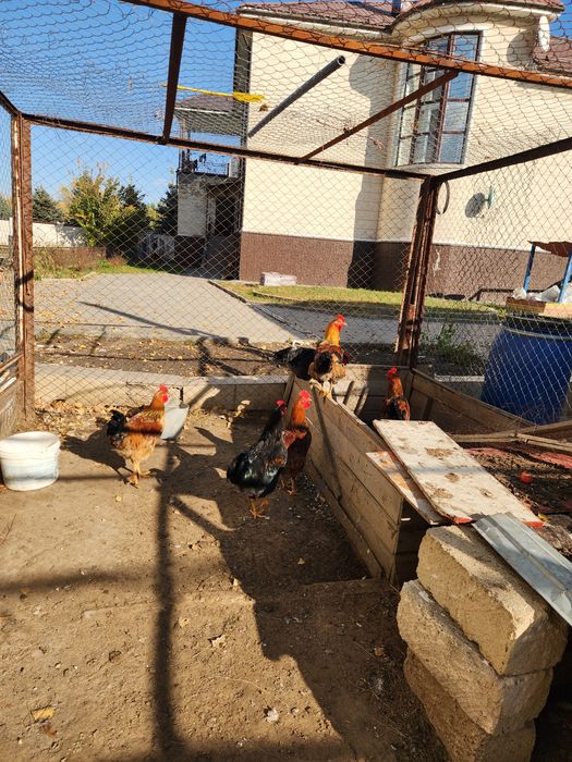 Үйдің әтештері сатылады