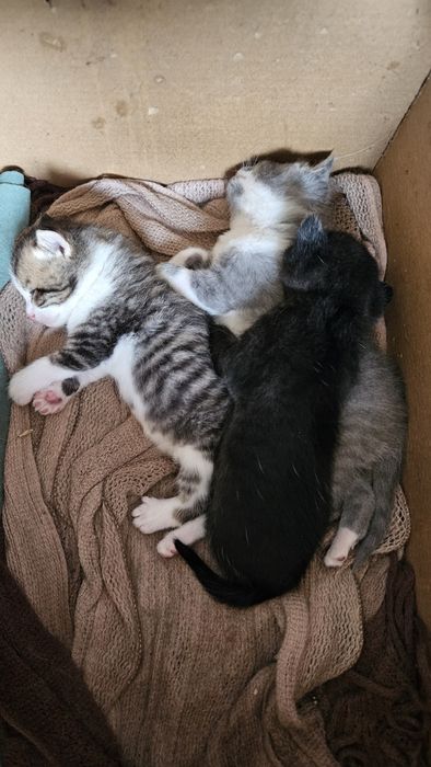 Отдам котенка в добрые руки)))