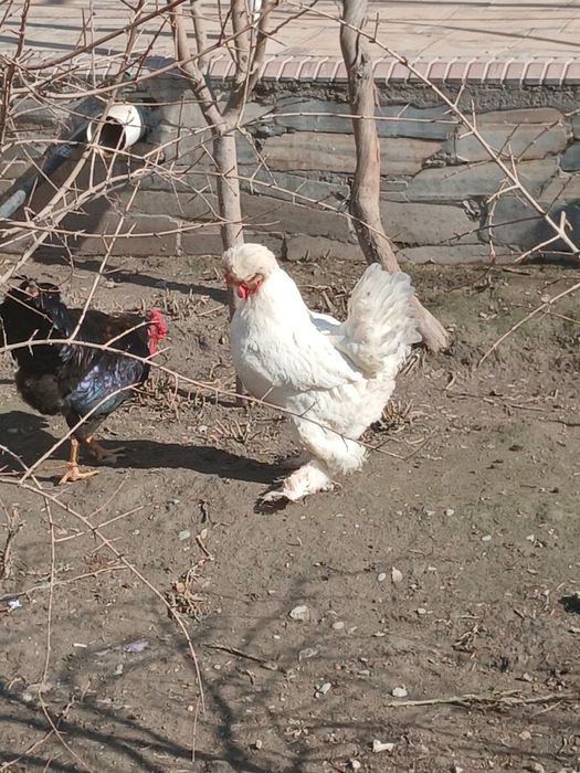 Брамма кокиллик соглом тавук