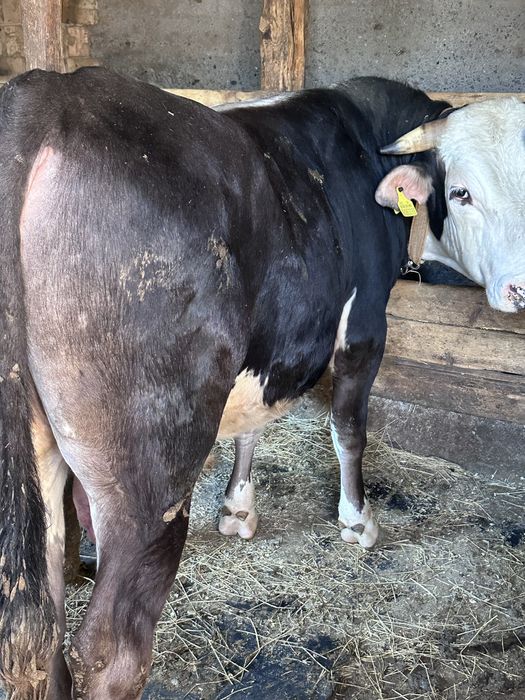 Бычек(на согым)жирная