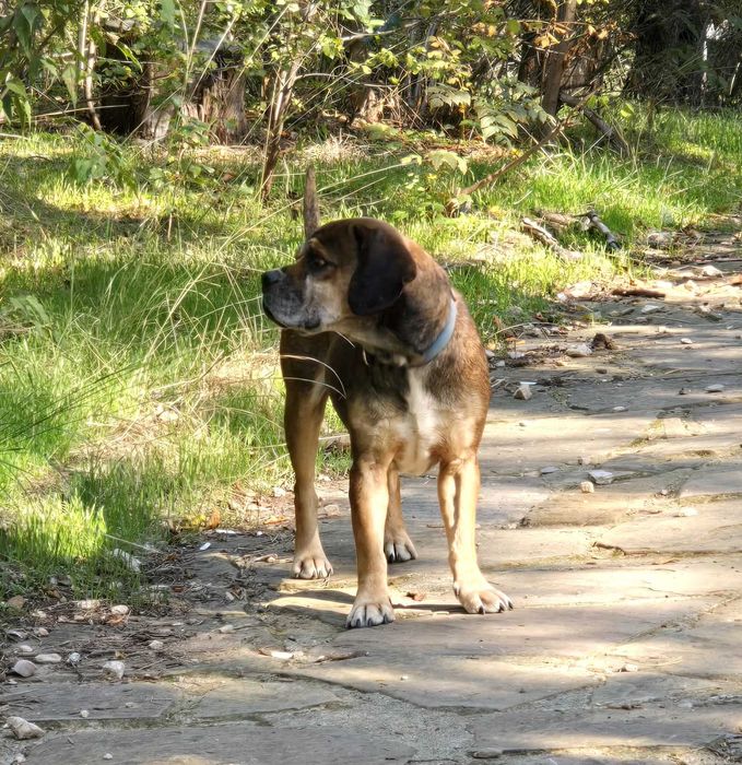 Куче търси своят човек