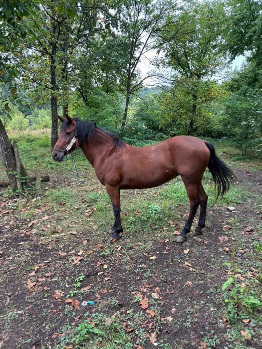 De vanzare Iapa buna