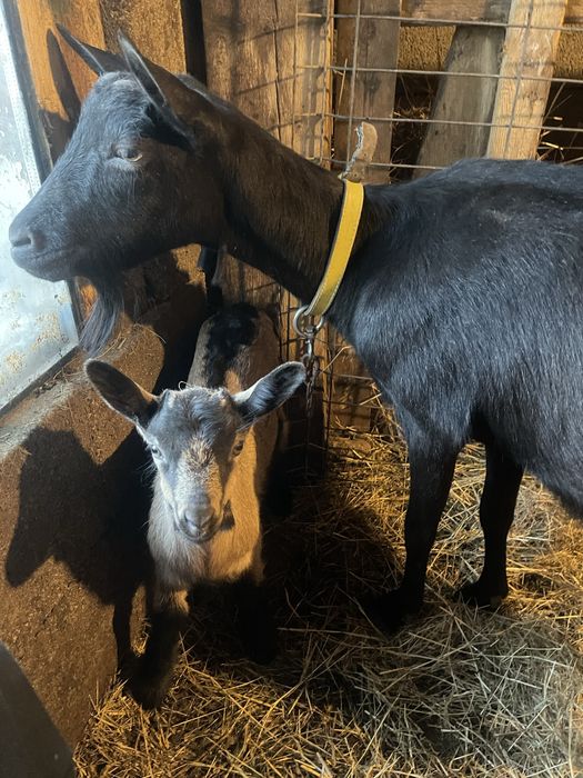 Vand capre alpin francez