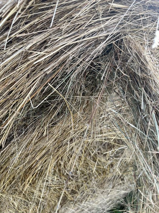 Baloti de fân 155/120!!!