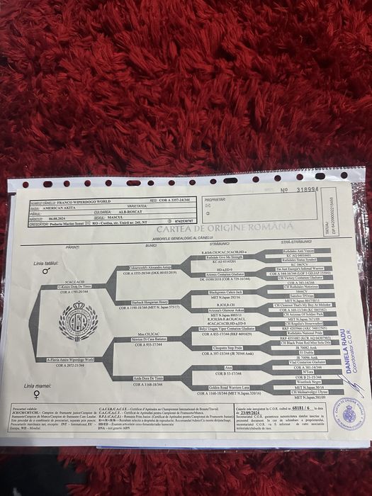 Akita American Pedigree