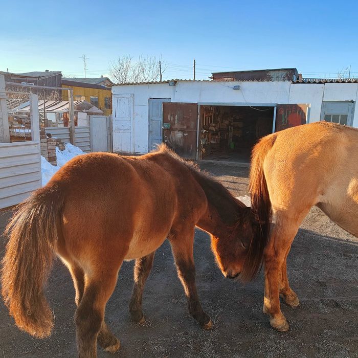 Бие сатамын, Кобыла продаю