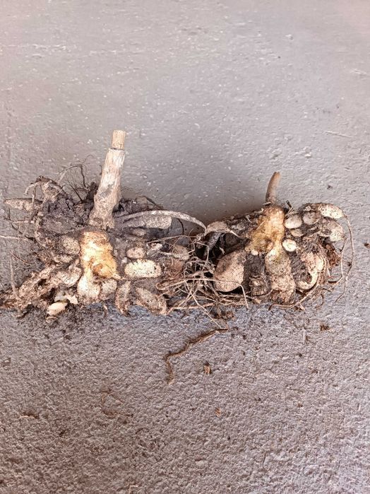 Продам клубни георгин.