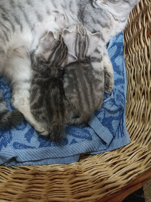 Продам красивых котят