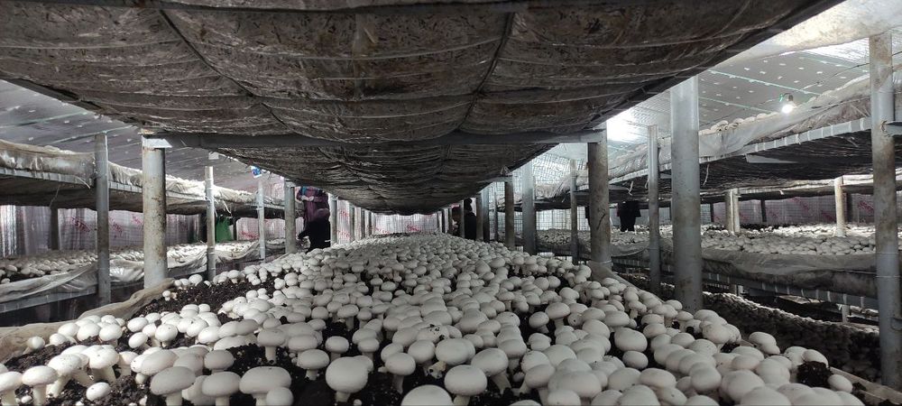 Шампиньон бизнесини ургатамз кампост митцелй хамаси бор