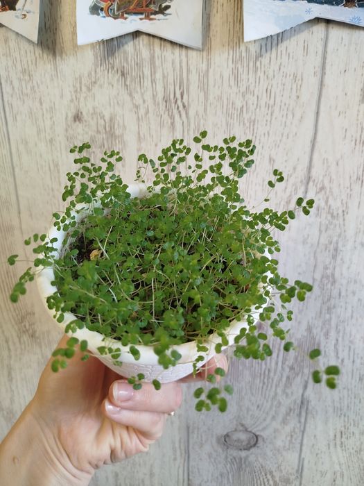 Солейролия/ гелксина