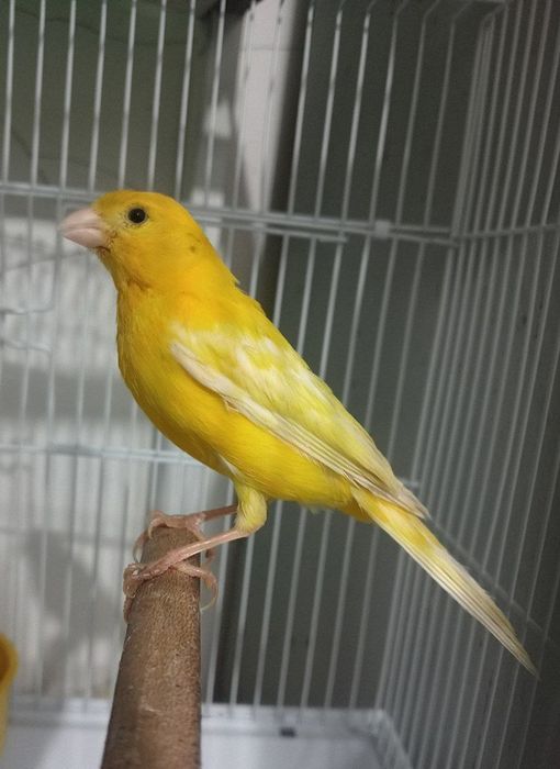 Kanareka limon nar sotiladi