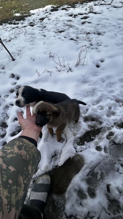 2 күшік бар қарасы еркек қоңыры ұрғашы