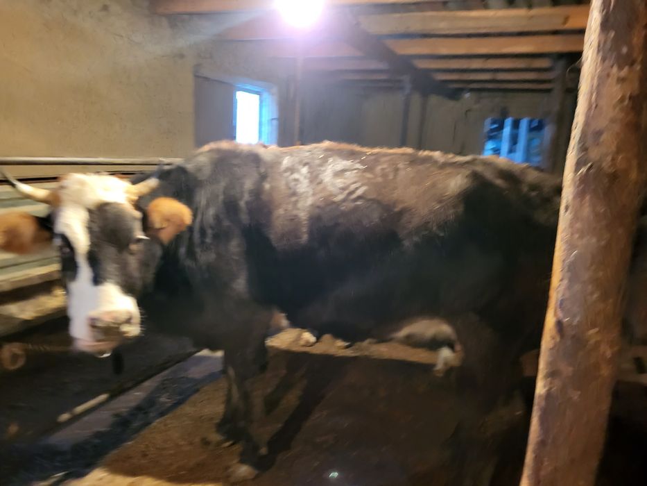 Сиыр сатылады килограмм 2500