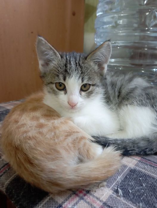 Бесплатно бериледи