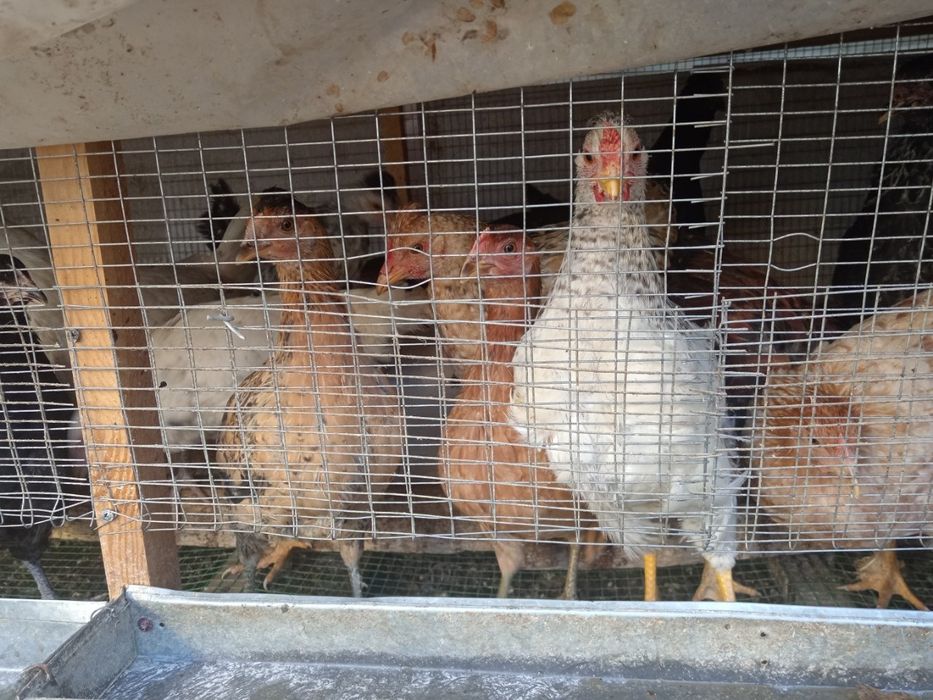 Tovuq 5 oylik sotiladi