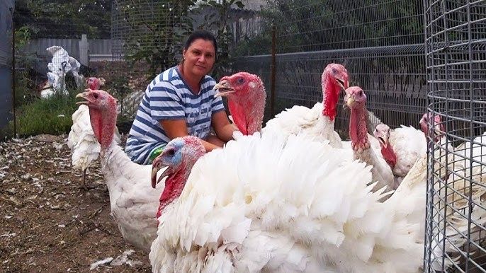 Принимаем заявки на индюшат биг 6